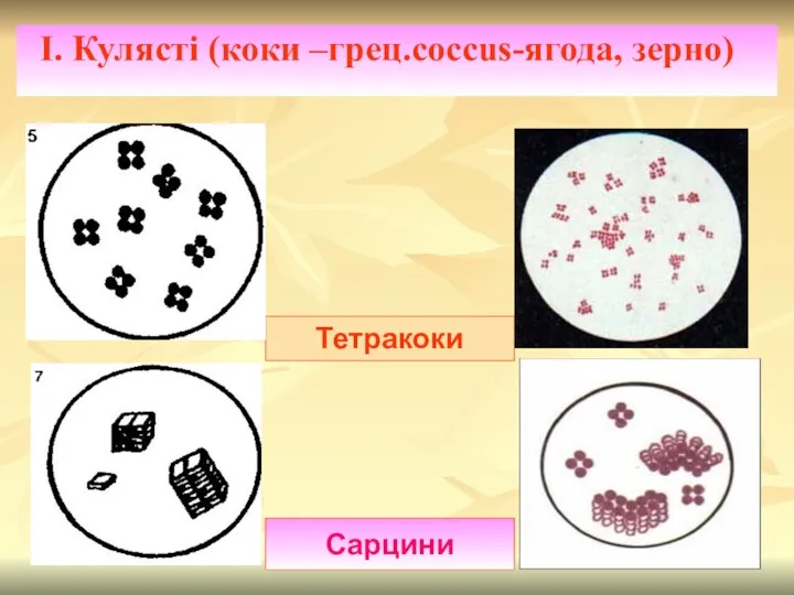 І. Кулясті (коки –грец.coccus-ягода, зерно) Тетракоки Сарцини