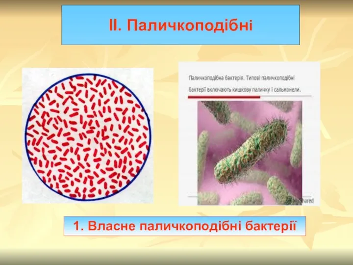 1. Власне паличкоподібні бактерії ІІ. Паличкоподібні