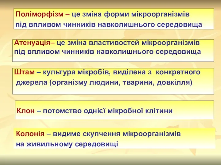 Колонія – видиме скупчення мікроорганізмів на живильному середовищі Поліморфізм –