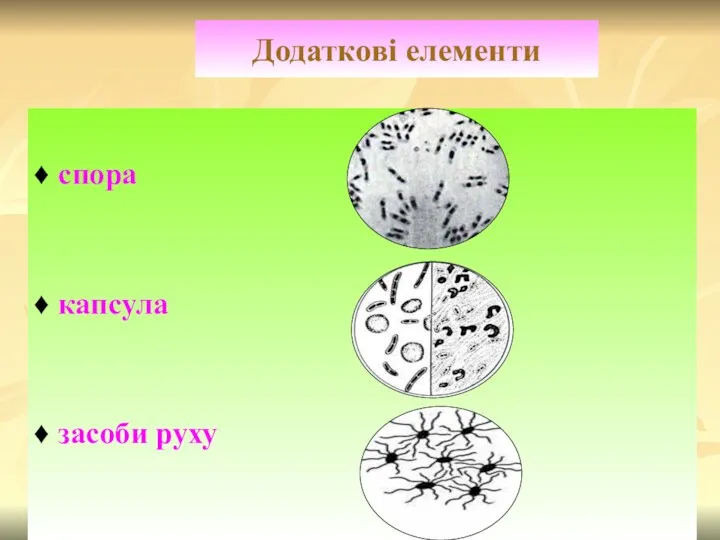 Додаткові елементи ♦ спора ♦ капсула ♦ засоби руху