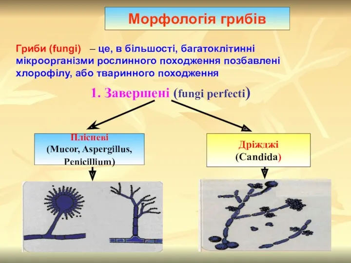 Гриби (fungi) – це, в більшості, багатоклітинні мікроорганізми рослинного походження