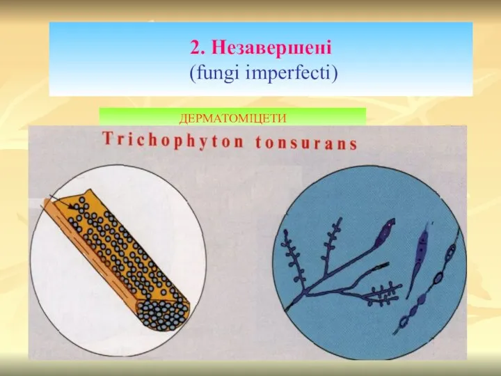 2. Незавершені (fungi imperfecti) ДЕРМАТОМІЦЕТИ