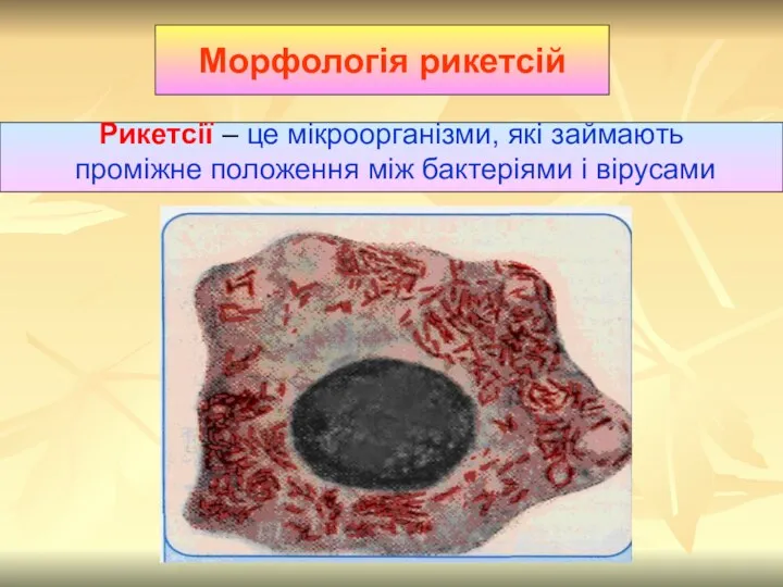 Морфологія рикетсій Рикетсії – це мікроорганізми, які займають проміжне положення між бактеріями і вірусами