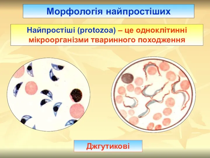 Морфологія найпростіших Джгутикові Найпростіші (protozoa) – це одноклітинні мікроорганізми тваринного походження