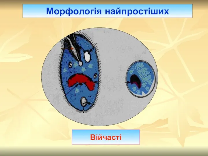 Морфологія найпростіших Війчасті