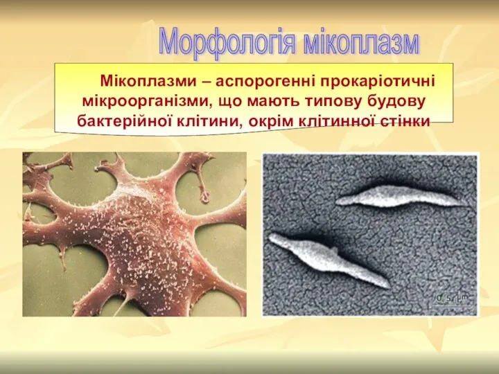 Морфологія мікоплазм Мікоплазми – аспорогенні прокаріотичні мікроорганізми, що мають типову будову бактерійної клітини, окрім клітинної стінки