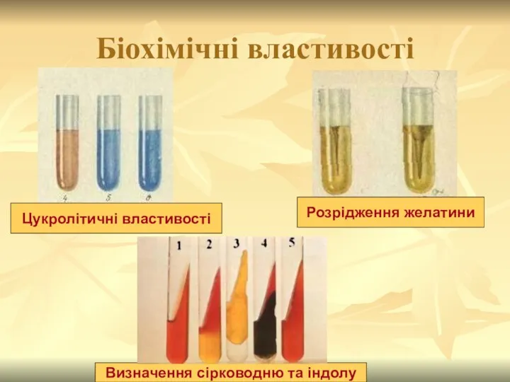 Біохімічні властивості Цукролітичні властивості Розрідження желатини Визначення сірководню та індолу