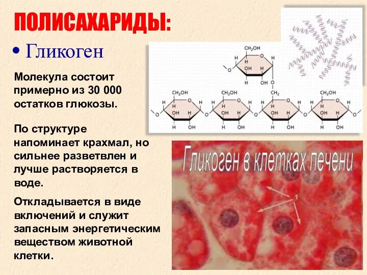 ПОЛИСАХАРИДЫ: Гликоген Молекула состоит примерно из 30 000 остатков глюкозы.