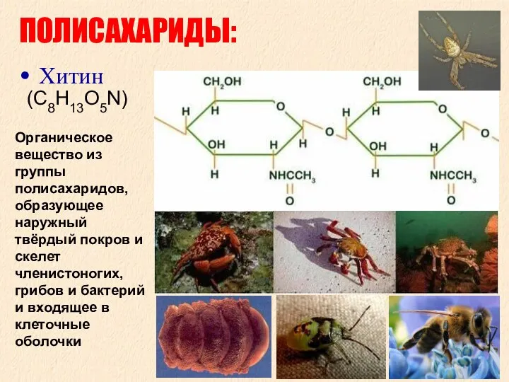 ПОЛИСАХАРИДЫ: Хитин Органическое вещество из группы полисахаридов, образующее наружный твёрдый