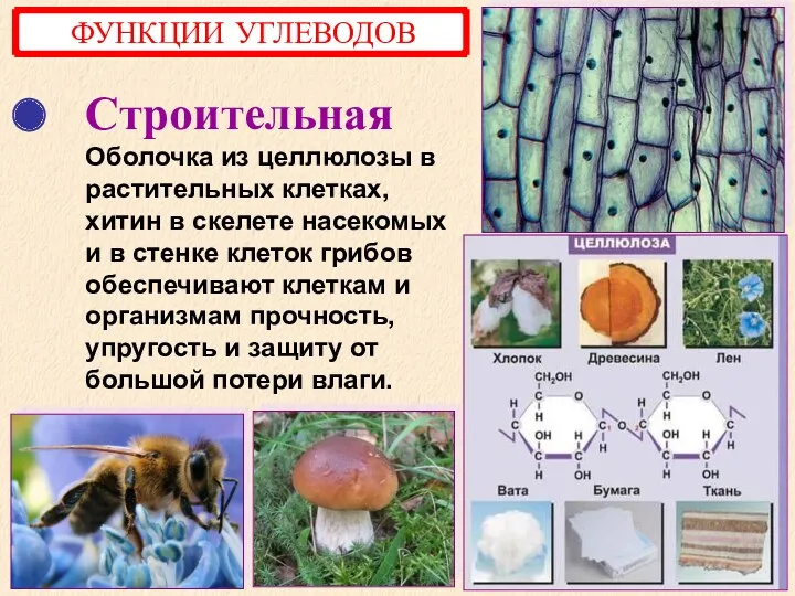 Строительная Оболочка из целлюлозы в растительных клетках, хитин в скелете