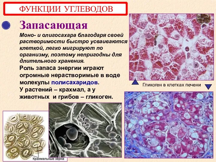 Запасающая Моно- и олигосахара благодаря своей растворимости быстро усваиваются клеткой,