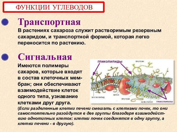 Транспортная В растениях сахароза служит растворимым резервным сахаридом, и транспортной