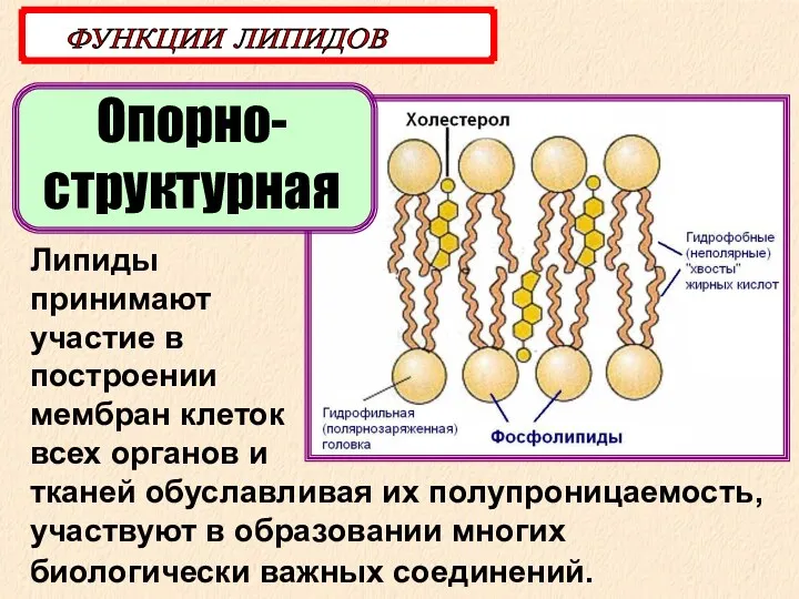 Опорно-структурная ФУНКЦИИ ЛИПИДОВ Липиды принимают участие в построении мембран клеток