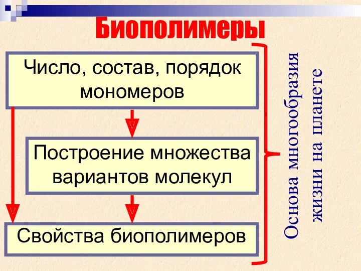 Свойства биополимеров Биополимеры Число, состав, порядок мономеров Построение множества вариантов молекул Основа многообразия жизни на планете