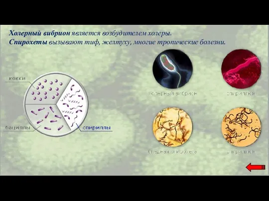 Холерный вибрион является возбудителем холеры. Спирохеты вызывают тиф, желтуху, многие тропические болезни.
