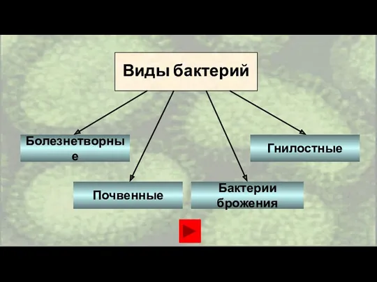 Виды бактерий Болезнетворные Гнилостные Почвенные Бактерии брожения