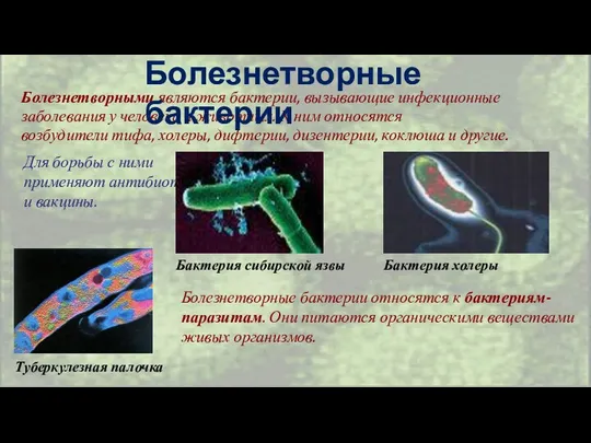 Болезнетворными являются бактерии, вызывающие инфекционные заболевания у человека и животных.