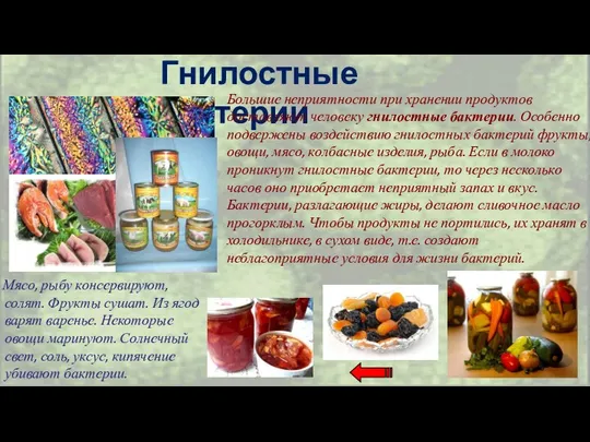 Гнилостные бактерии Большие неприятности при хранении продуктов доставляют человеку гнилостные