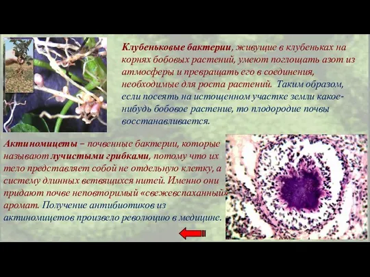 Клубеньковые бактерии, живущие в клубеньках на корнях бобовых растений, умеют