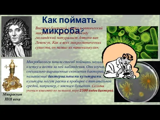 Как поймать микроба? Впервые бактерий увидел в оптический микроскоп и