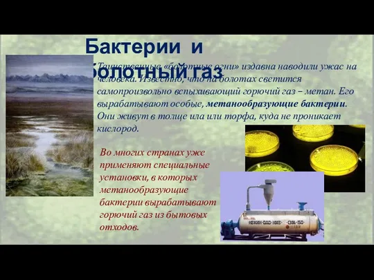 Бактерии и болотный газ Таинственные «болотные огни» издавна наводили ужас