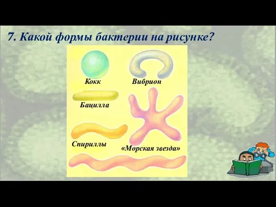 7. Какой формы бактерии на рисунке? Кокк Вибрион Бацилла Спириллы «Морская звезда»