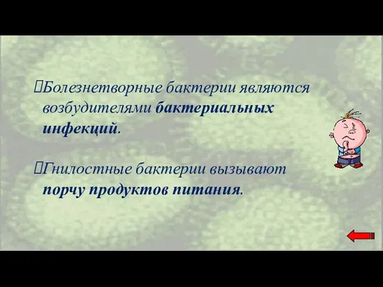 Болезнетворные бактерии являются возбудителями бактериальных инфекций. Гнилостные бактерии вызывают порчу продуктов питания.