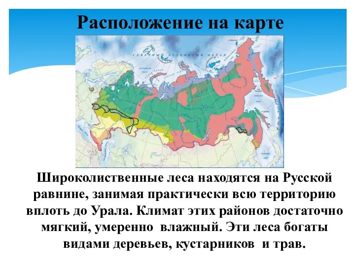 Расположение на карте Широколиственные леса находятся на Русской равнине, занимая