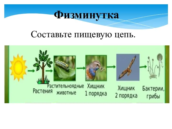 Физминутка Составьте пищевую цепь.