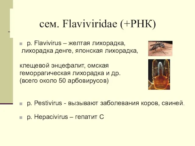 cем. Flaviviridae (+РНК) р. Flavivirus – желтая лихорадка, лихорадка денге,