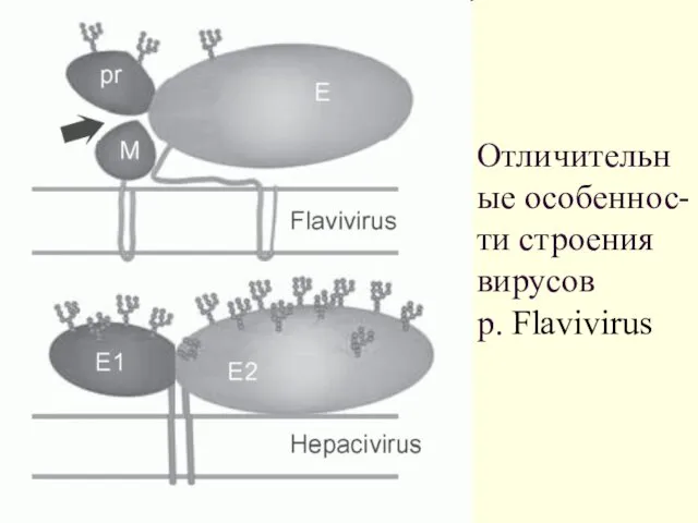 Отличительные особеннос-ти строения вирусов p. Flavivirus