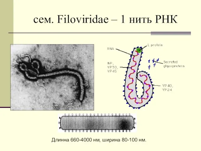 cем. Filoviridae – 1 нить РНК Длинна 660-4000 нм, ширина 80-100 нм.