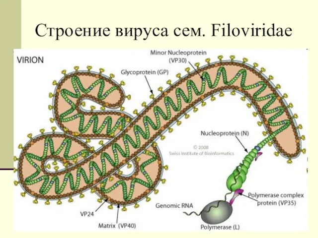 Строение вируса cем. Filoviridae
