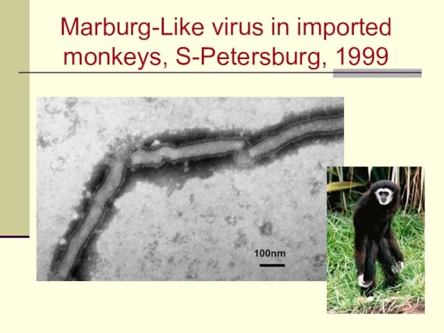 Marburg-Like virus in imported monkeys, S-Petersburg, 1999