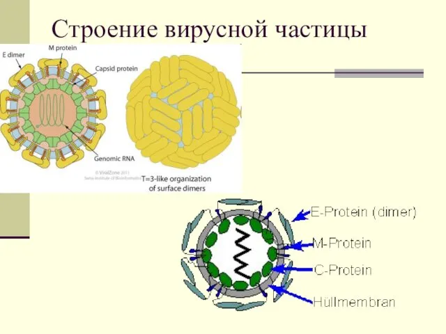 Строение вирусной частицы
