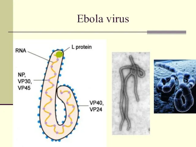 Ebola virus