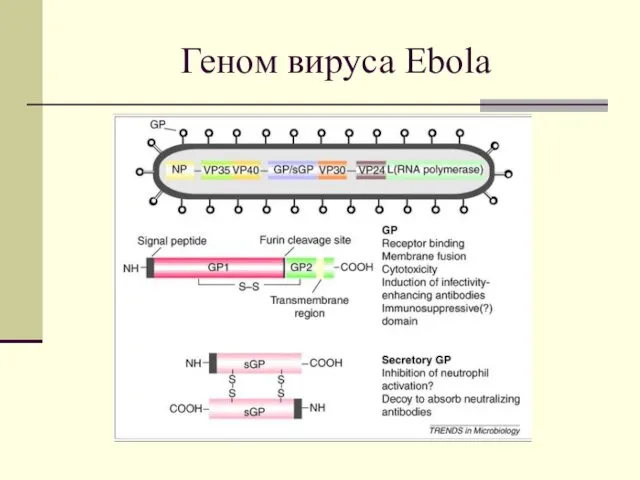 Геном вируса Ebola