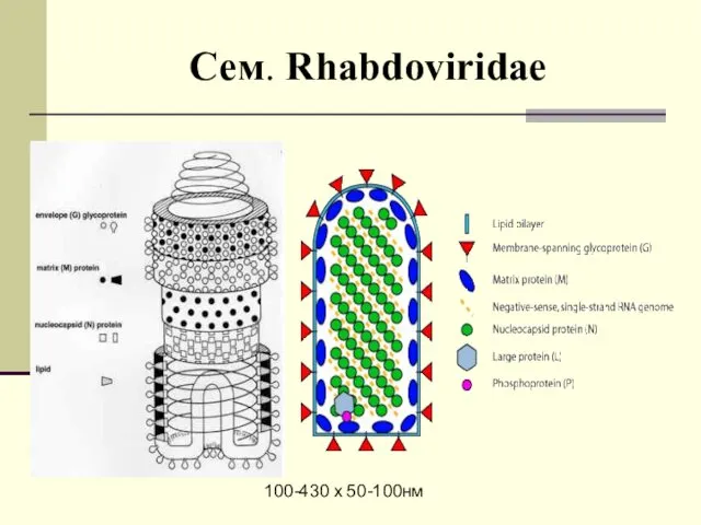 Сем. Rhabdoviridae 100-430 х 50-100нм