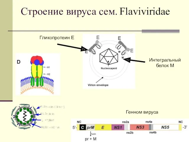 Строение вируса сем. Flaviviridae Гликопротеин Е Интегральный белок М Генном вируса