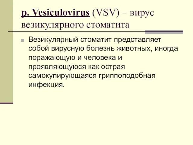 р. Vesiculovirus (VSV) – вирус везикулярного стоматита Везикулярный стоматит представляет