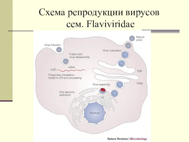 Схема репродукции вирусов cем. Flaviviridae