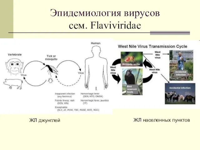 Эпидемиология вирусов cем. Flaviviridae ЖЛ джунглей ЖЛ населенных пунктов