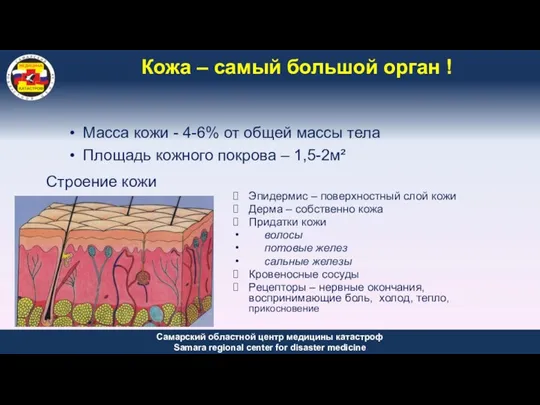 Кожа – самый большой орган ! Масса кожи - 4-6%