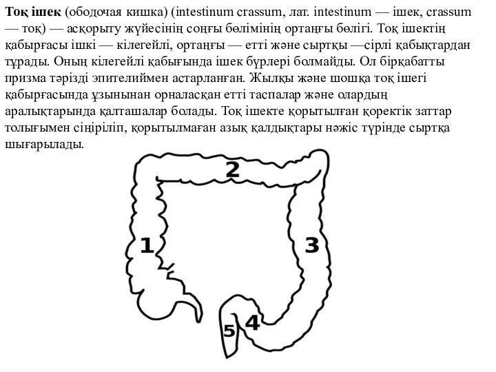 Тоқ ішек (ободочая кишка) (intestinum crassum, лат. intestinum — ішек,