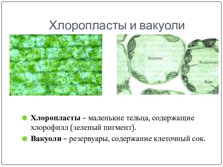 Хлоропласты и вакуоли Хлоропласты – маленькие тельца, содержащие хлорофилл (зеленый пигмент). Вакуоли –
