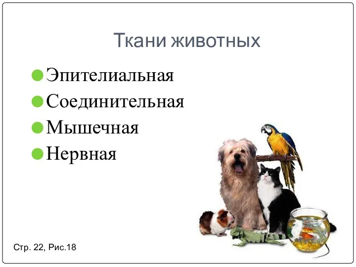 Ткани животных Эпителиальная Соединительная Мышечная Нервная Стр. 22, Рис.18