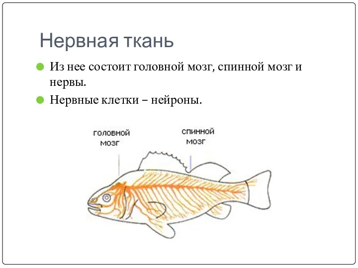 Нервная ткань Из нее состоит головной мозг, спинной мозг и нервы. Нервные клетки – нейроны.