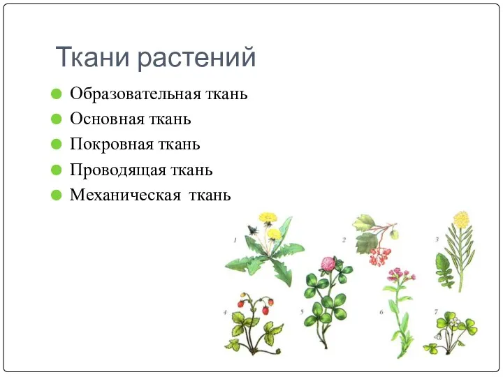 Ткани растений Образовательная ткань Основная ткань Покровная ткань Проводящая ткань Механическая ткань