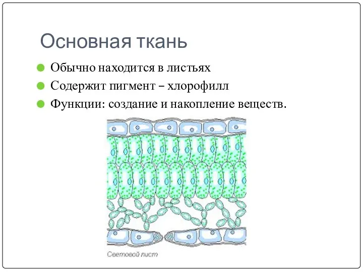 Основная ткань Обычно находится в листьях Содержит пигмент – хлорофилл Функции: создание и накопление веществ.