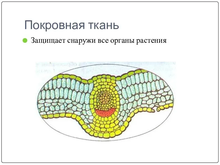 Покровная ткань Защищает снаружи все органы растения